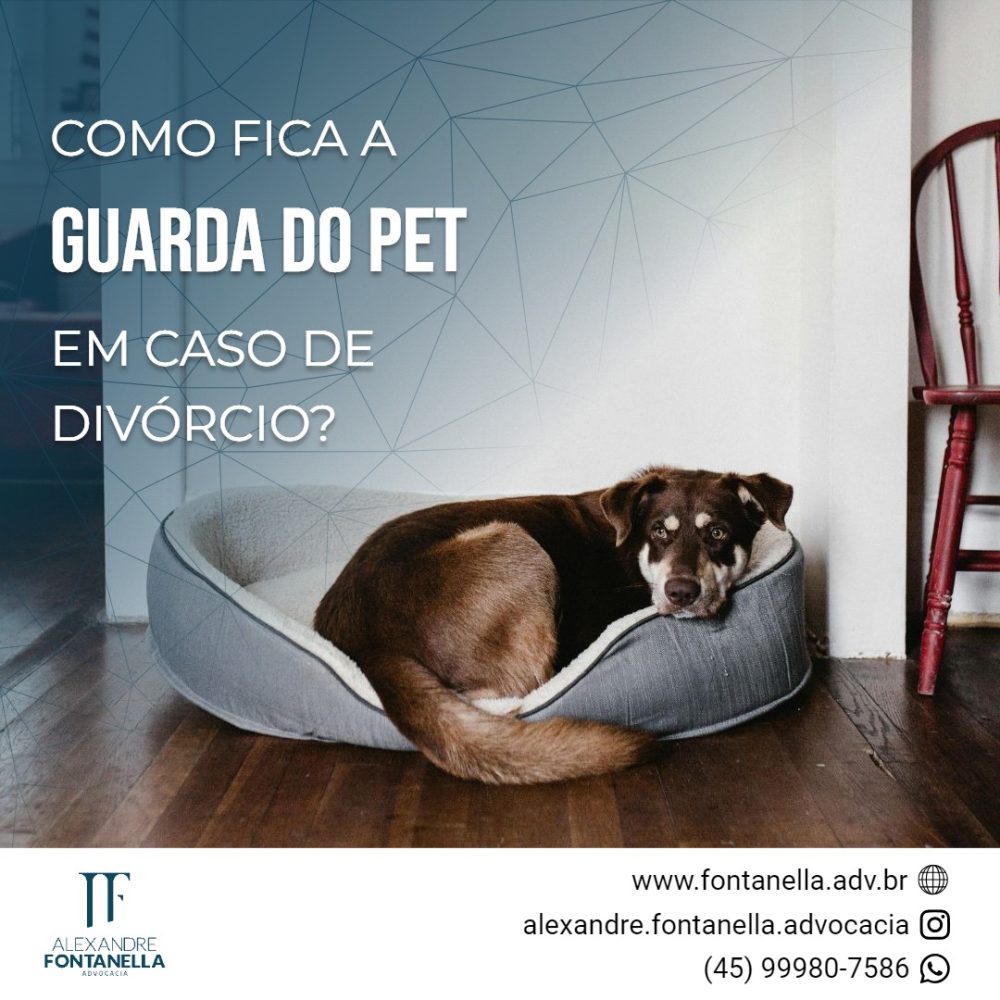 Como fica a guarda do PET em caso de divórcio?